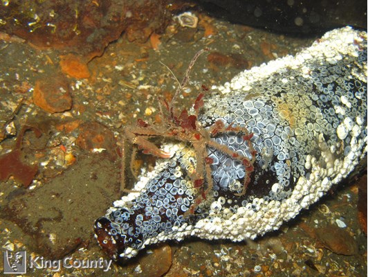 Photo of Oregonia gracilis